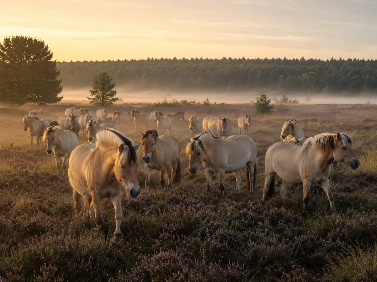 Ruiterkamp Het Fjordenpaard Drenthe