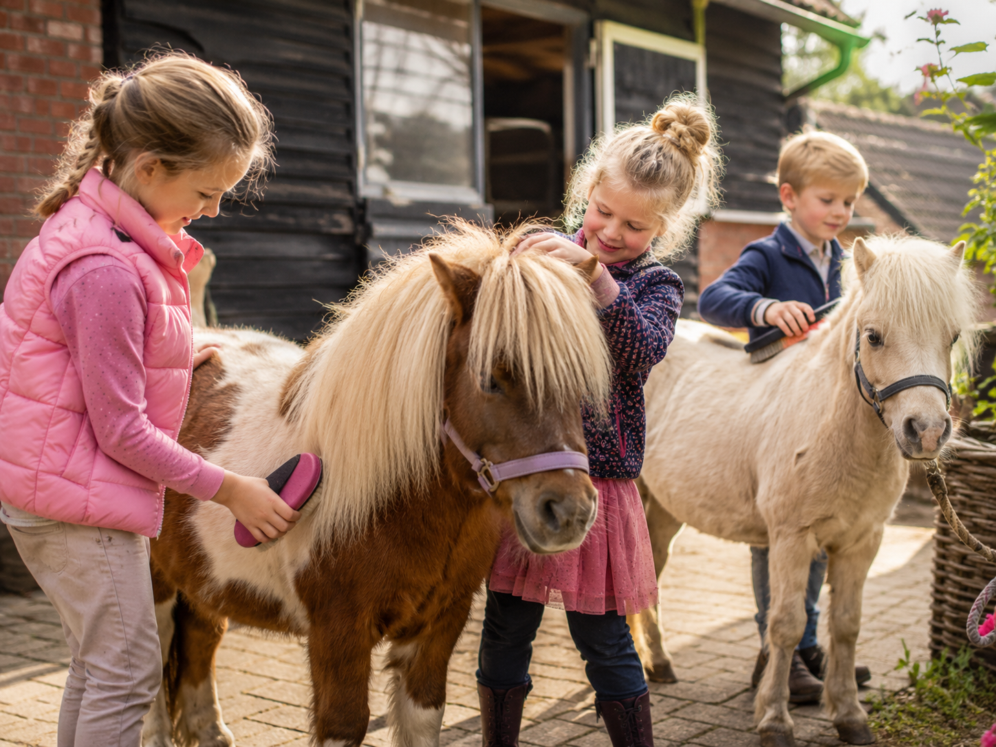Shetlandponystal Het Zesspan