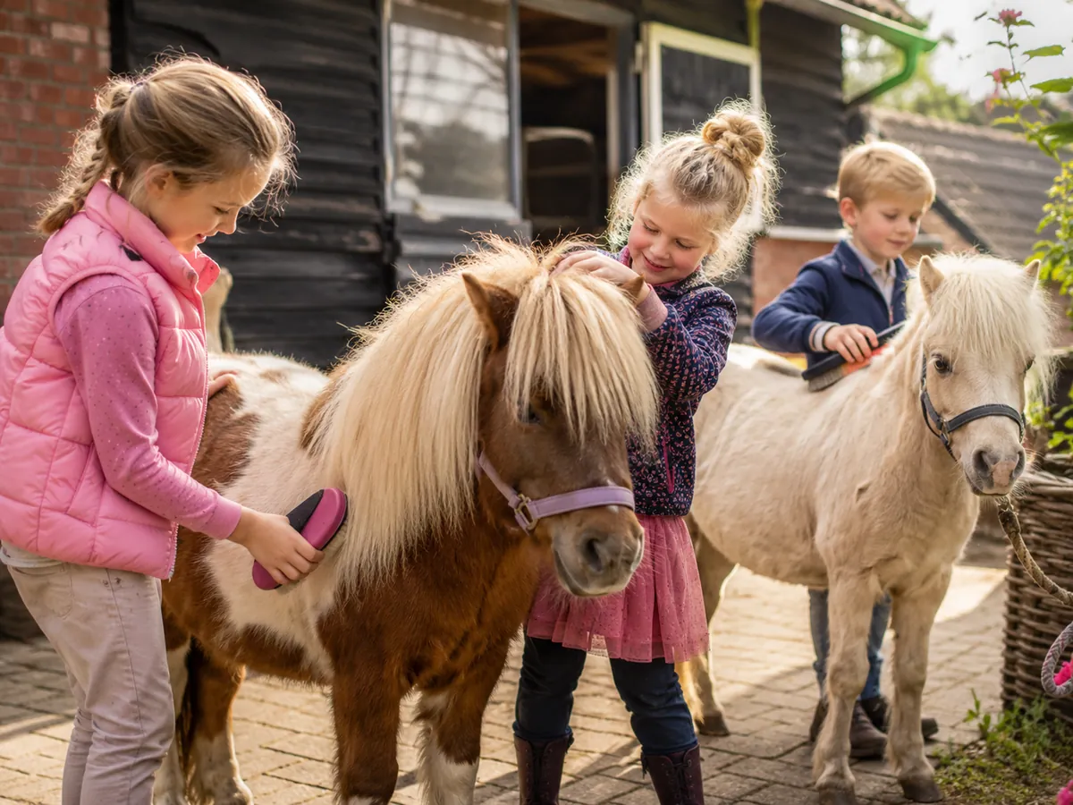Shetlandponystal Het Zesspan